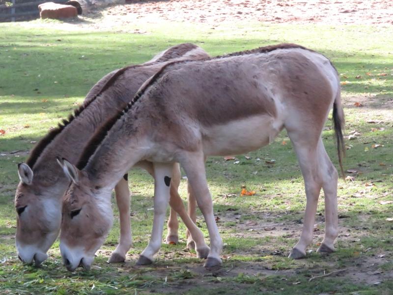 In den letzten 200 Jahren schrumpfte sein Verbreitungsgebiet unter anderem in Kasachstan dramatisch und umfasst heute weniger als drei Prozent der ursprünglichen Größe. Daher steht der Kulan als stark gefährdet auf der Roten Liste. Im Mai 2020 konnte sich der Tiergarten Nürnberg aber über zweifachen Nachwuchs in der Gruppe der Kulane freuen.