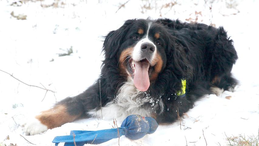 Mit seinem Quietschball macht er es sich im Schnee gemütlich. Und fragt sich womöglich, wann geht's wohl in die nächste Runde?