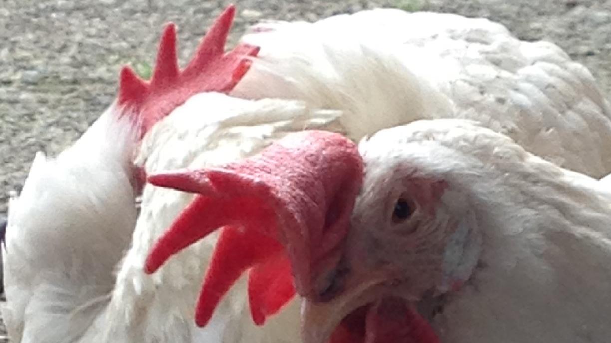 Erlangen: Hühner dürfen wieder raus