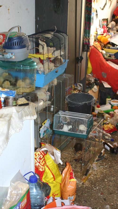 Der Deutsche Tierschutzbund recherchierte bundesweit weitere Fälle. Hier die Wohnung eines Animal Hoarders, der Ratten in Berlin gehortet hat.