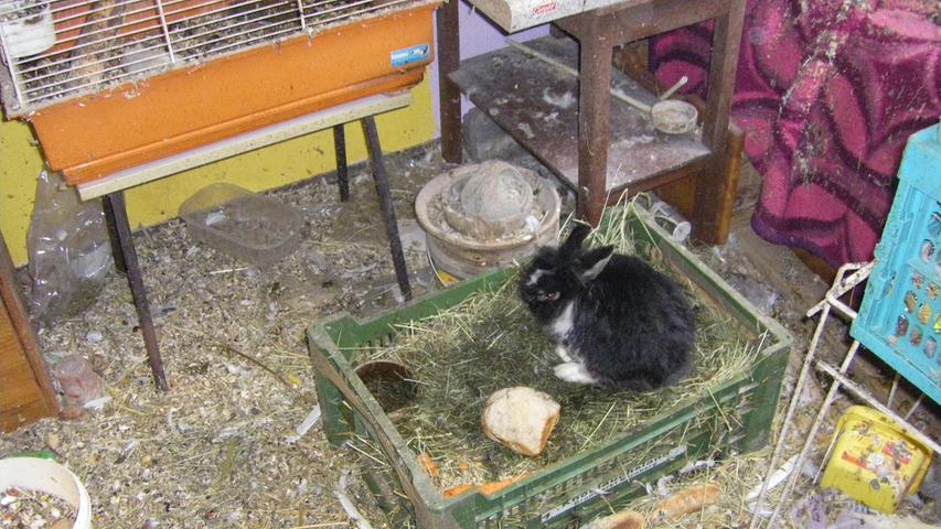 Im Jahr 2013 wurden zum Beispiel 30 noch lebende Kaninchen aus einer Nürnberger Wohnung geholt.