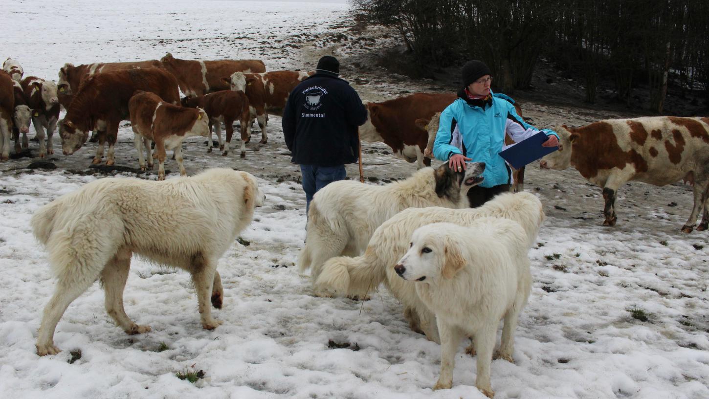 Der Wolf in Franken: Viehhalter setzen auf Herdenhunde 