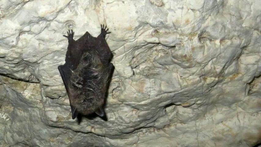 Rund 20 Fledermäuse halten aktuell noch ihren Winterschlaf in der Höhle - bis im April wieder die Besucher herbeiströmen.