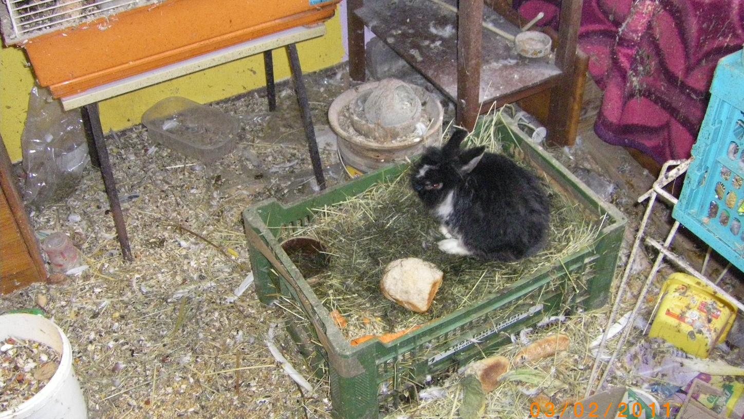 Im Jahr 2013 holten Polizeibeamte und Mitarbeiter des Tierheims 30 noch lebende Kaninchen aus einer vermüllten Nürnberger Wohnung. Die Tiere befanden sich in einem sehr schlechten Zustand. Vor allem Katzen und Kaninchen werden im Stadtgebiet immer wieder gehortet.