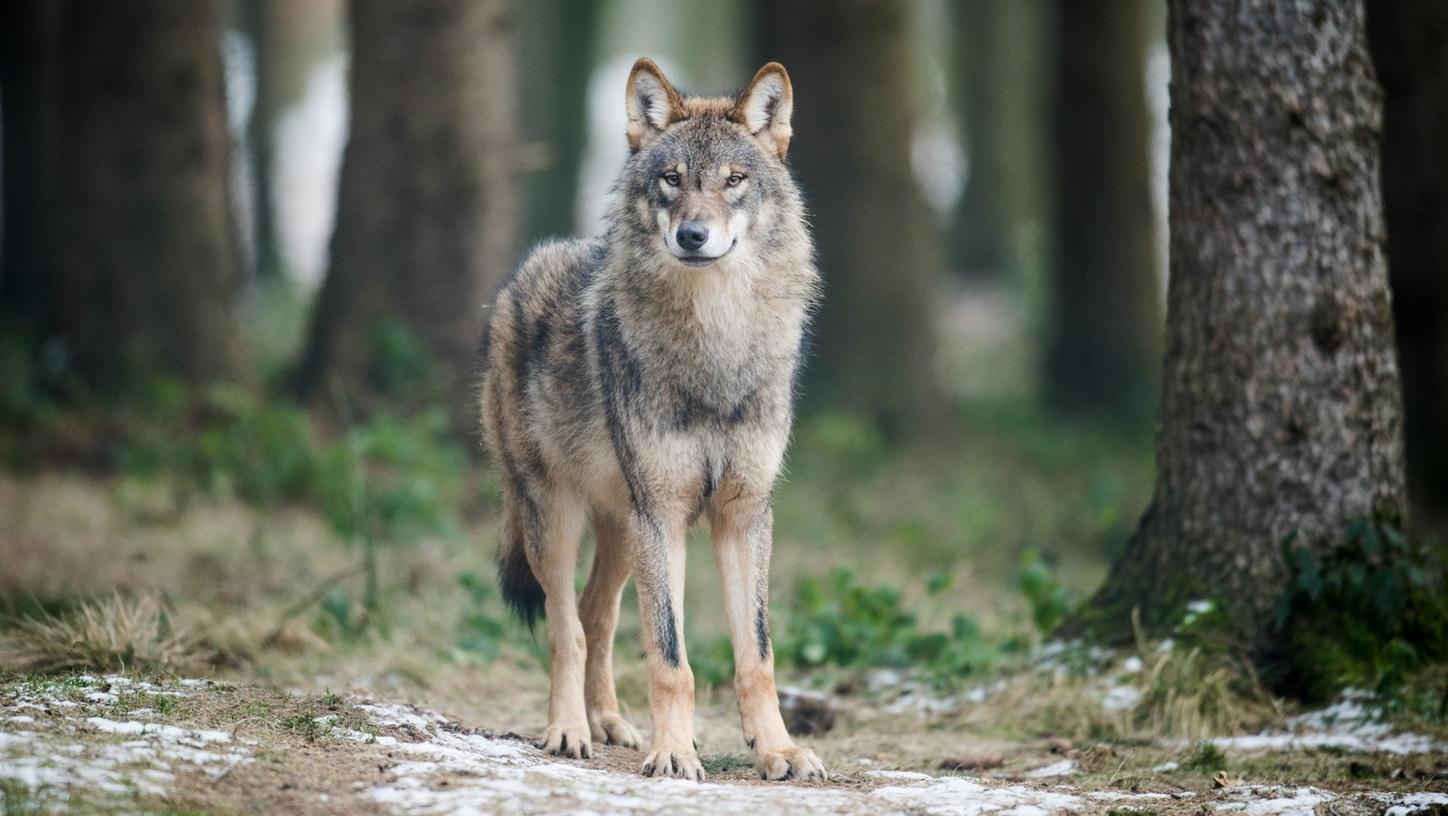 Jetzt ist er da: Die Anwesenheit eines Wolfs in Hohenfels ist jetzt belegt.