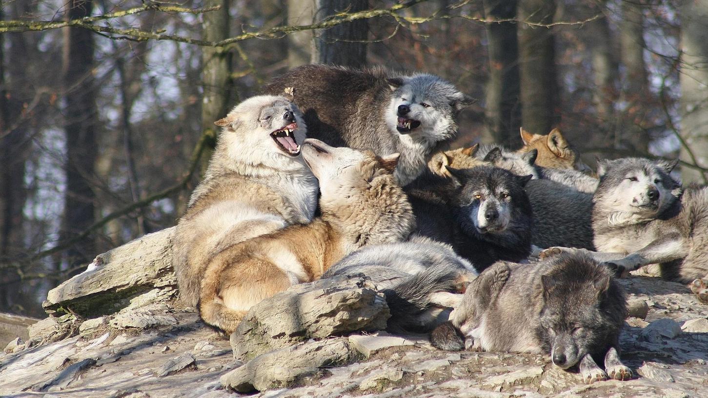Auch heute noch: Märchen schüren Angst vor dem Wolf
