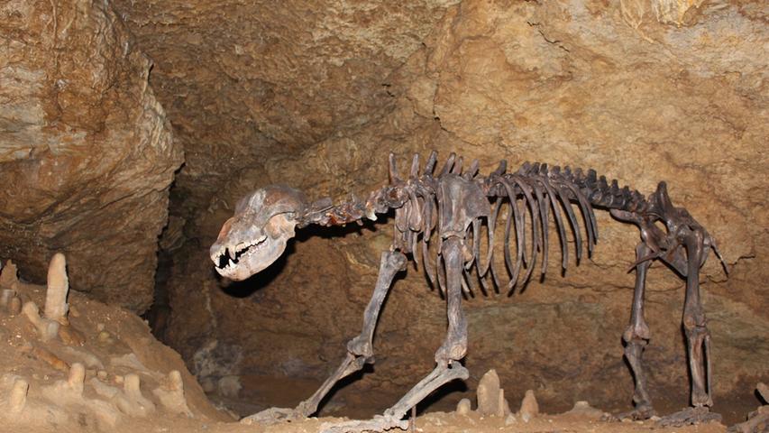 Bis vor 30.000 Jahren haben Höhlenbären in der Region gelebt. Sie wurden bis zu drei Meter groß und waren ganze 400 Kilogramm schwer. Manche sind für den Winterschlaf in die Teufelshöhle gekommen und dort verendet. In der Höhle hat man Knochen von zirka 80 Bären gefunden. 