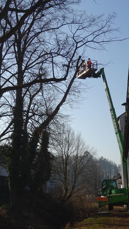 In Röttenbach mussten zwei mächtige, alte Linden gefällt werden. Beide Bäume waren krank (Kernfäule und Brandkrustenpilzbefall) und drohten umzustürzen.