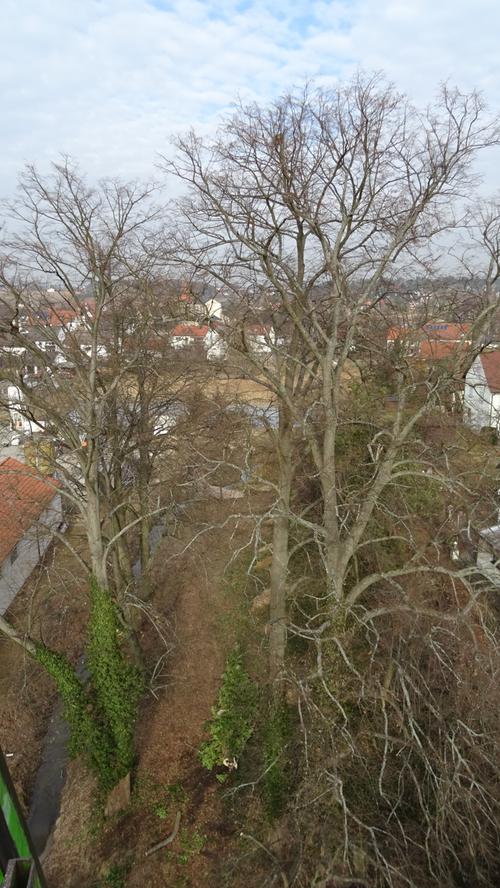 In Röttenbach mussten zwei mächtige, alte Linden gefällt werden. Beide Bäume waren krank (Kernfäule und Brandkrustenpilzbefall) und drohten umzustürzen.