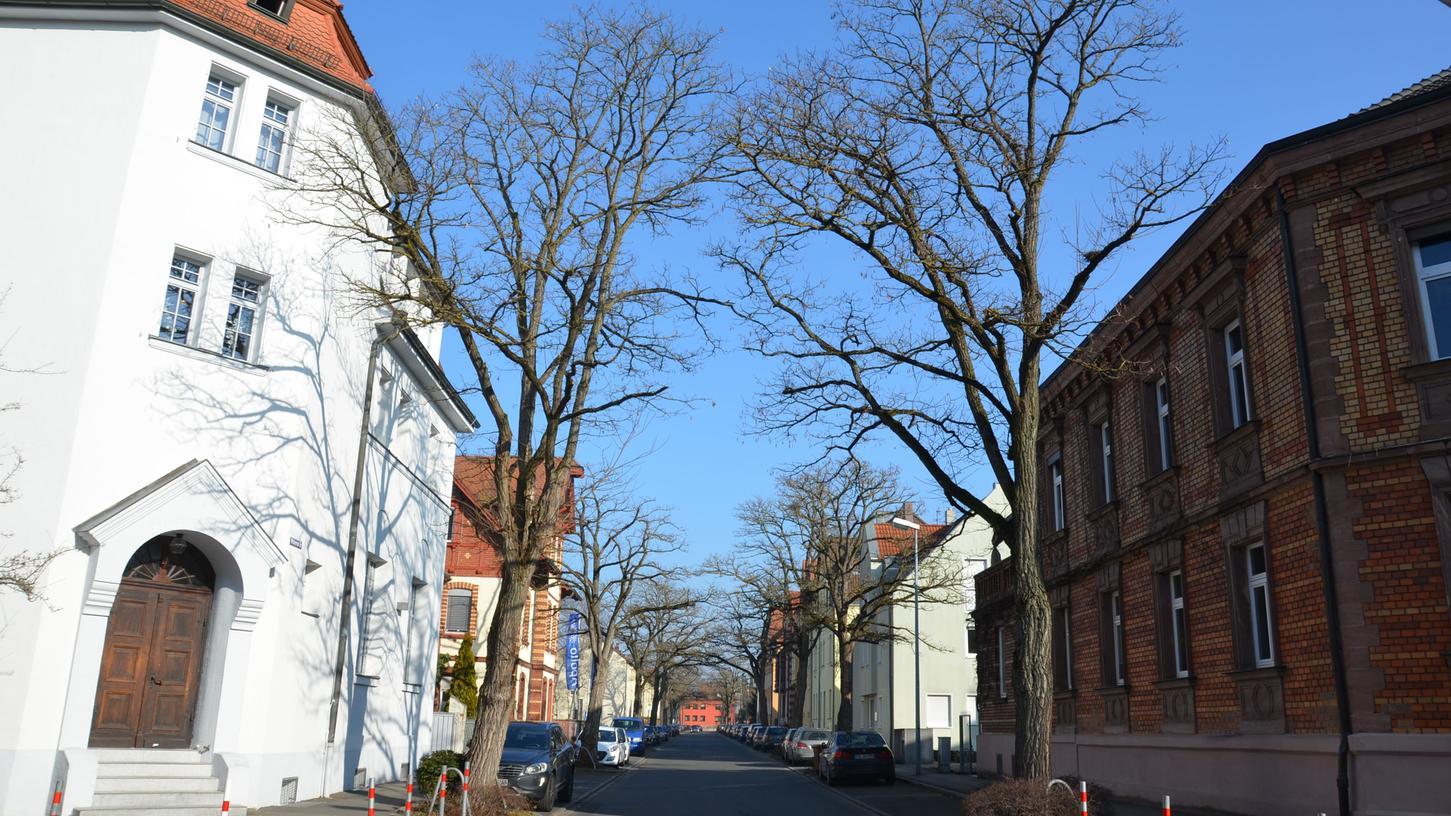 Schön, aber kaputt: die Bäume in der Wallenrodstraße.