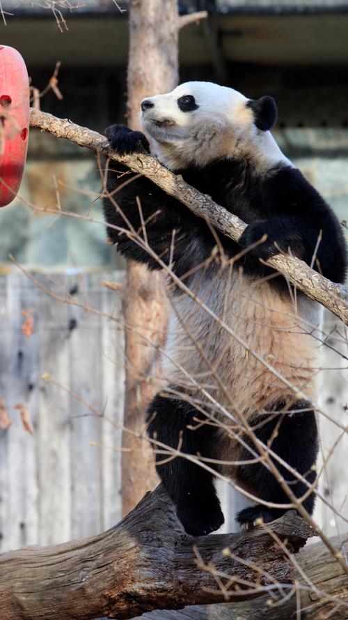 Riesenpanda-Dame Bao Bao landet in neuem Zuhause