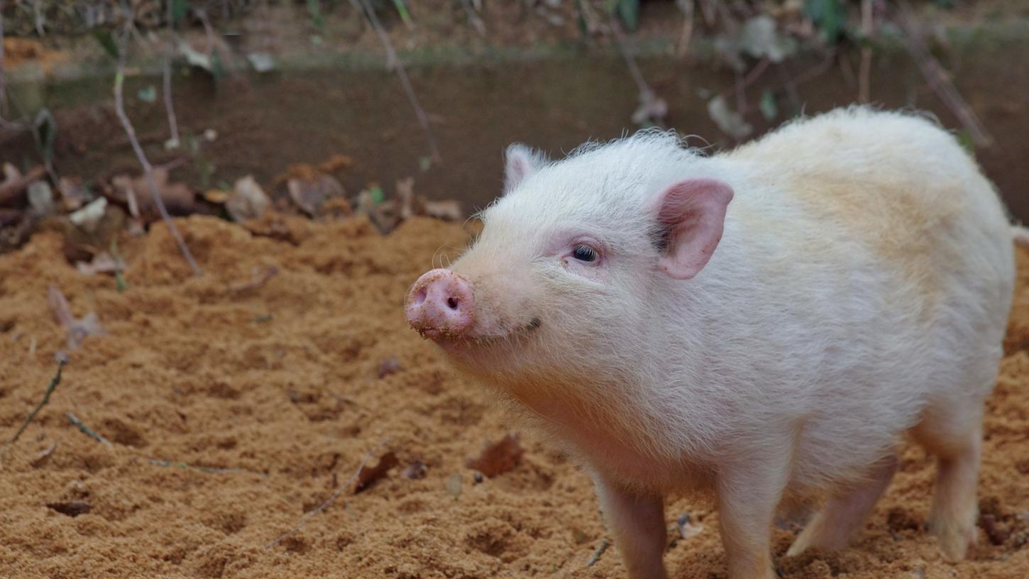 Minischweine sind kleinwüchsige Hausschweine, die sich besonders gut für die Hobbyhaltung eignen. (Symbolbild)