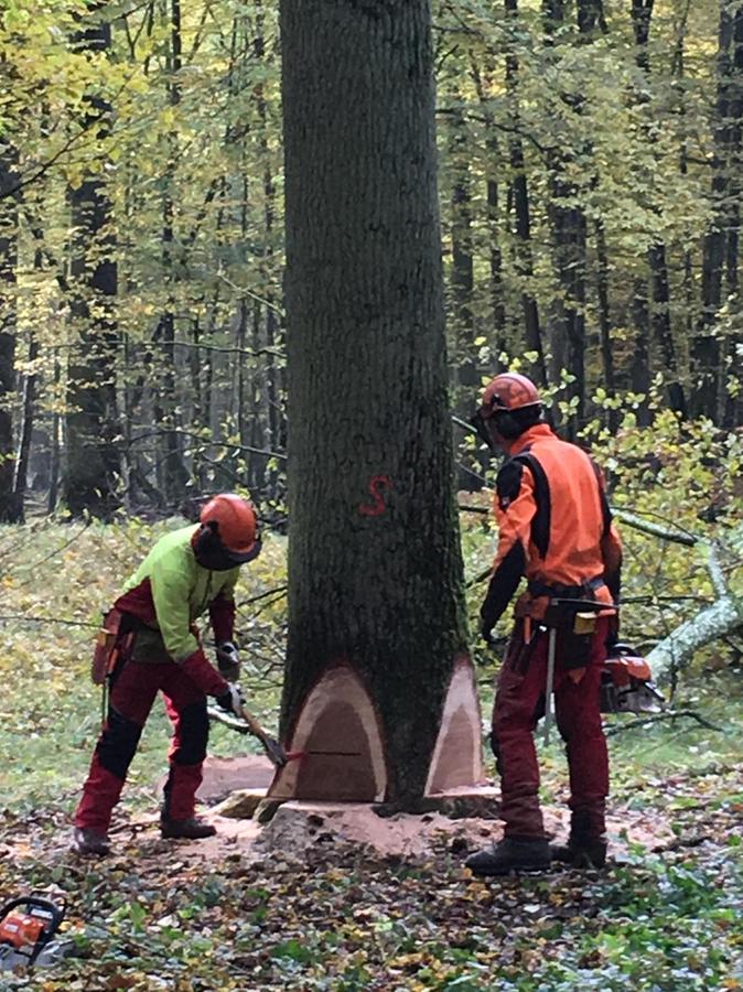 Gunzenhausen: FBG ist Partner der Waldbesitzer