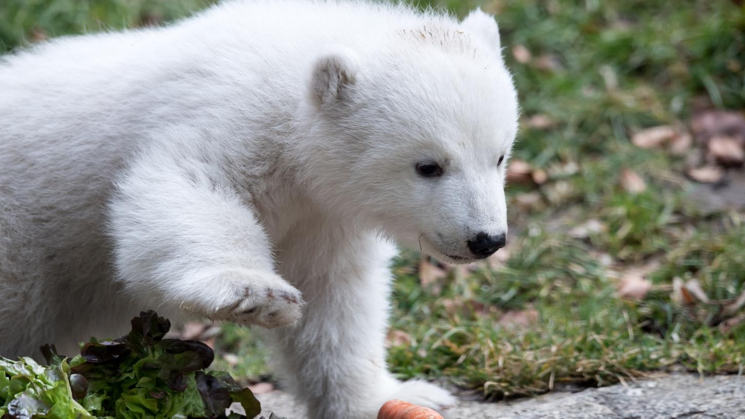 Das Namensgeheimnis um das Münchner Eisbärenbaby ist gelüftet: Es heißt Quintana.