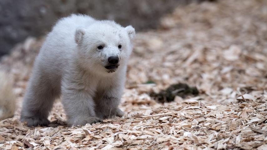 Münchner Eisbärenbaby tapst durch Freigehege
