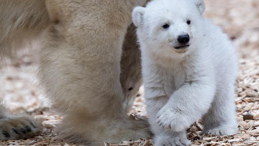 Münchner Eisbärenbaby tapst durch Freigehege