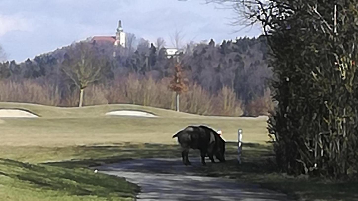 Tiger Wutz lässt am Golfplatz Habsberg die Sau raus