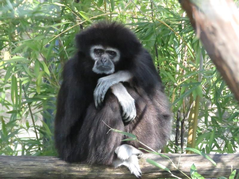 Auch der Weißhandgibbon gilt als stark gefährdet.  Er ist wie alle Gibbonarten in allen Ländern seines Verbreitungsgebietes geschützt, doch in den meisten Ländern sind diese Schutzgebiete nicht gut überwacht, auch wenn sie für den Tourismus unterhalten werden. Unzureichende Verwaltung und unzulänglicher Schutz, nicht etwa Waldzerstörung, sind die wichtigsten, langfristigen Bedrohungen. Im Tiergarten Nürnberg lebt eine Mutter-Tochter-WG von Weißhandgibbons. Gibbon-Dame Mädi teilt sich das Gehege mit zwei ihrer Töchter. 