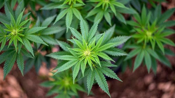 Kalifornien: Marihuana für medizinische Zwecke