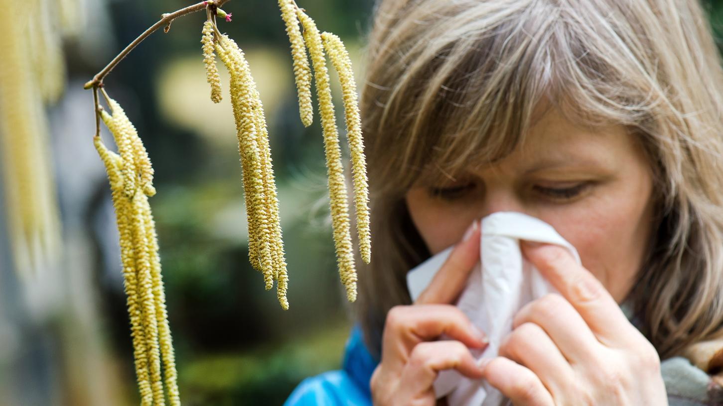 Wenn die Haselnuss blüht, beginnt für Allergiker wieder das große Niesen. Wann genau welche Pollen fliegen, soll ab 2019 ein neues Pollenwarnsystem anzeigen.