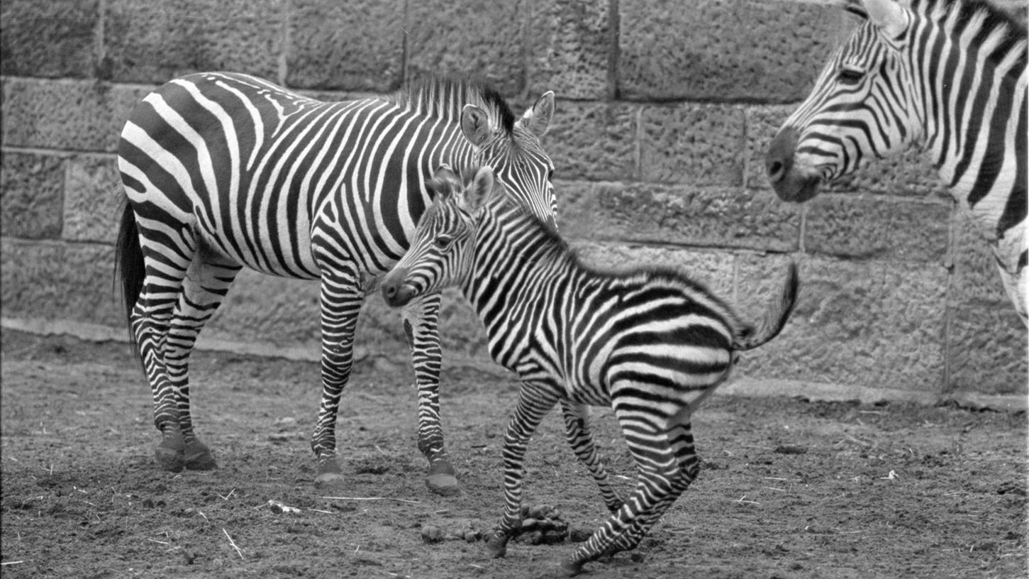 7. März 1967: Ein Baby für Zebramutter Myra