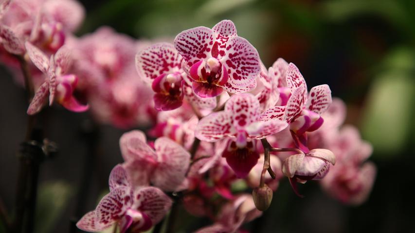 10.000 Blüten bei Orchideenschau im Bildungszentrum