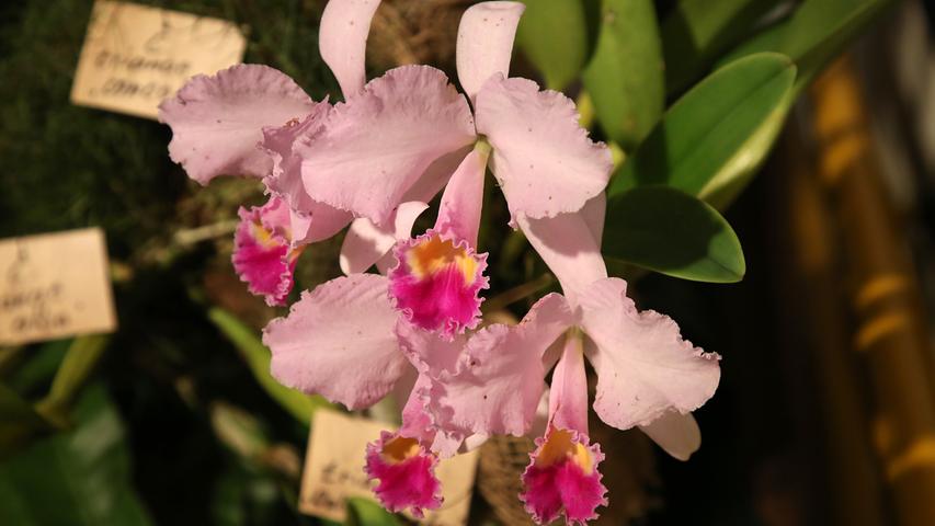10.000 Blüten bei Orchideenschau im Bildungszentrum