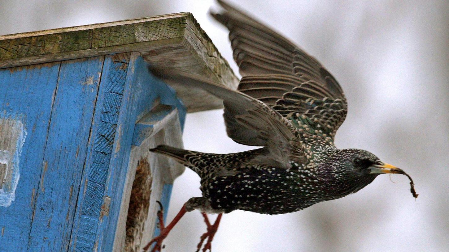 Gunzenhausen: Vögel sind jetzt auf Wohnungssuche
