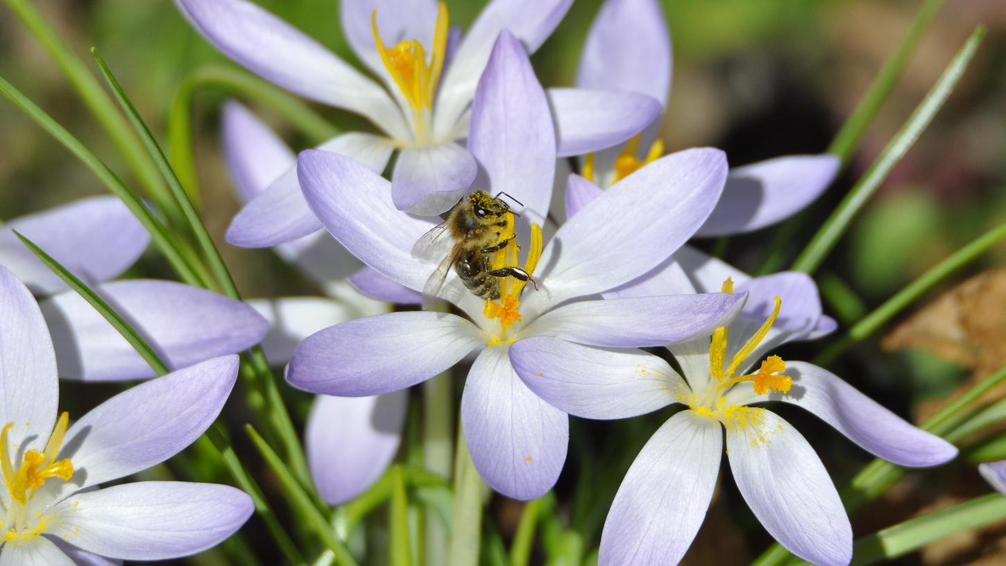 Cadolzburg könnte Blühflächen für Bienen gut gebrauchen, findet Imkerin Inga Klinger.