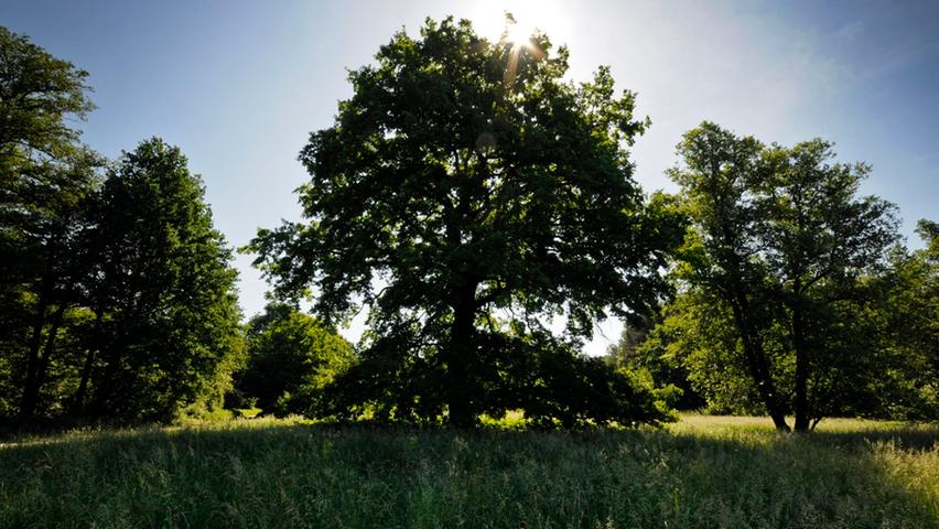 Um stabilere Wälder zu bekommen, die Trockenheit und Schädlingen besser trotzen können, sollen deutlich mehr Laubbäume als bisher in bayerischen Forsten wachsen. Dafür muss man allerdings auch in Kauf nehmen, dass diese weniger Kohlenstoff speichern als Nadelbäume. Laut LWF speichern Buchen innerhalb von 180 Jahren 443 Tonnen Kohlenstoff pro Hektar, bei der Eiche sind es 351 Tonnen.