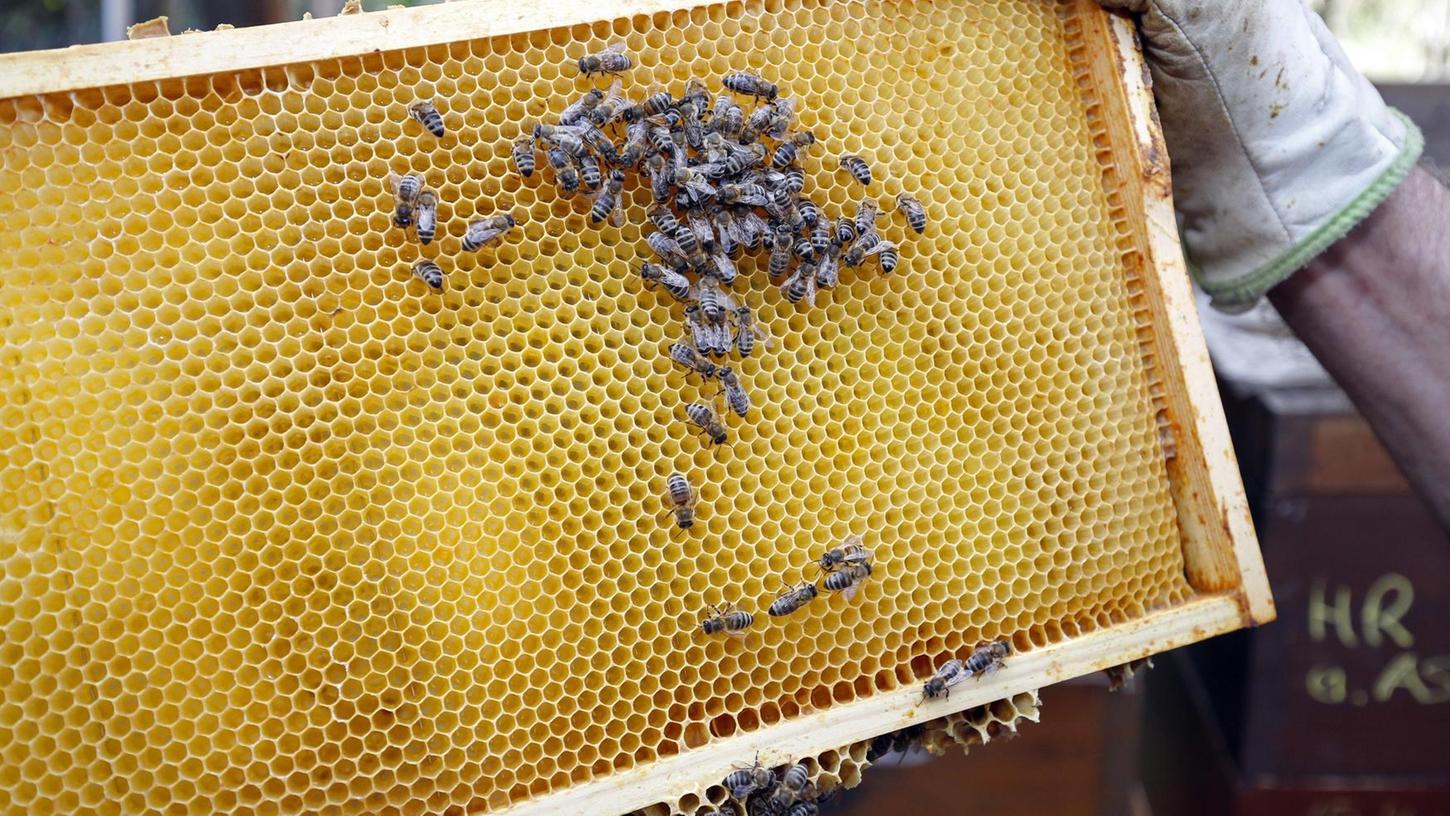 Droht ein hoher Verlust an Bienen?