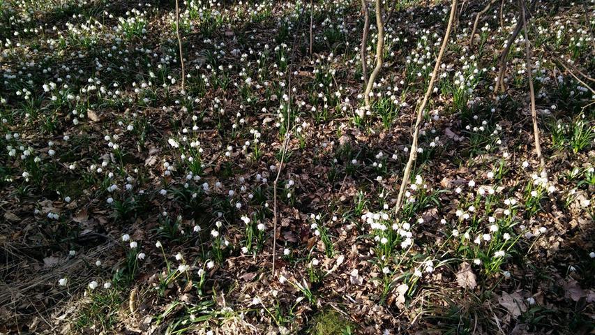 Unser Landkreis hat schon so einige Besonderheiten zu bieten. Etwa den Märzenbecherwald bei Ettenstatt, in dem gerade die namensgebenden Frühlingsblumen wieder blühen. Vielen Dank an Stefanie Stadelbauer für das Foto!