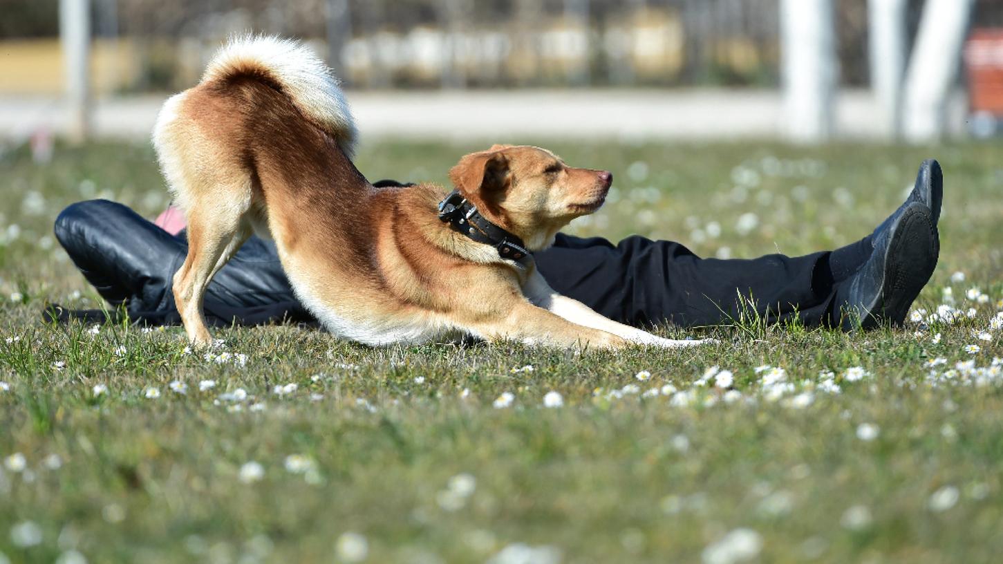 Beim Gassigehen bekommen Hundebesitzer viel frische Luft und Bewegung. Dies wirkt sich positiv auf deren Lebenserwartung aus.