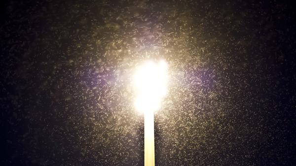 Mythos 1 – Stechmücken werden vom Licht angezogen: Stimmt nicht! Zwar werden nachtaktive Insekten (etwa Motten) tatsächlich von Licht angezogen, Stechmücken aber nicht. Dafür reagieren sie auf im Schweiß enthaltene Stoffe sowie auf ausgeatmete Luft und auf die Wärme, die Mensch oder Tier abgeben.