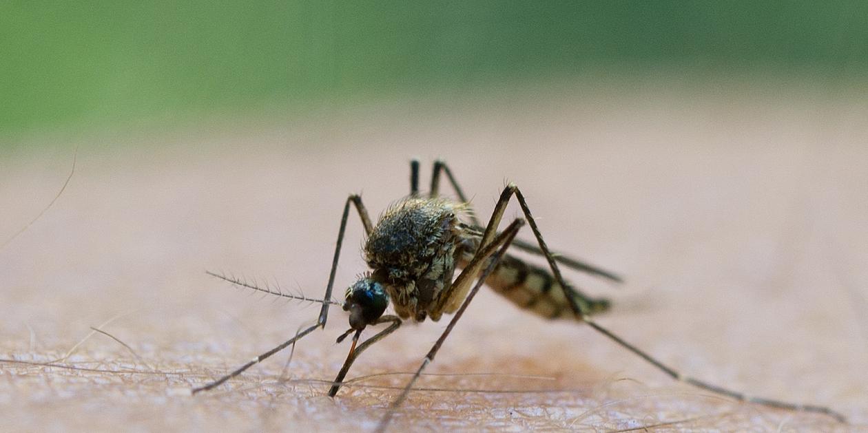 Mücken Mythen Das Wussten Sie über Stechmücken Noch Nicht Nordbayern