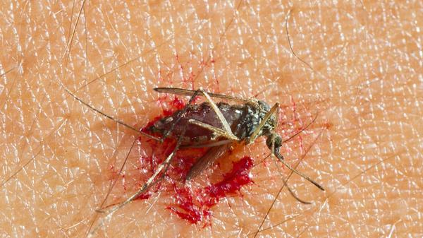 Mythos 2 – Mücken lieben "süßes Blut": Falsch! Was auch immer mit dem redensartlichen "süßen Blut" gemeint ist, so etwas gibt es nicht. Man weiß aber, dass Mücken zum Beispiel auf cholesterinreiches Blut stehen.