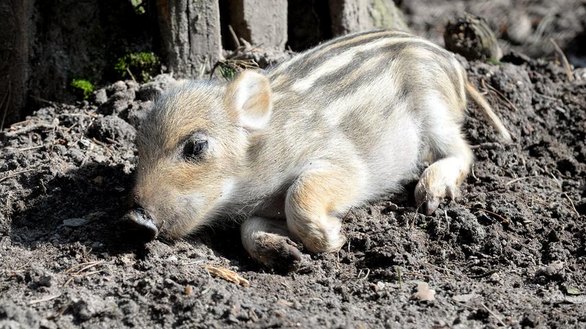 So süß: Wildschwein-Frischlinge tollen durch den Fürther Stadtwald