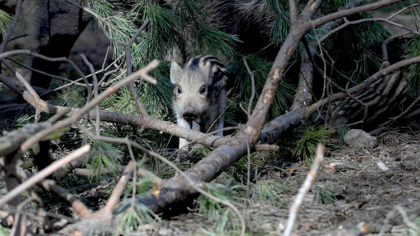 So süß: Wildschwein-Frischlinge tollen durch den Fürther Stadtwald