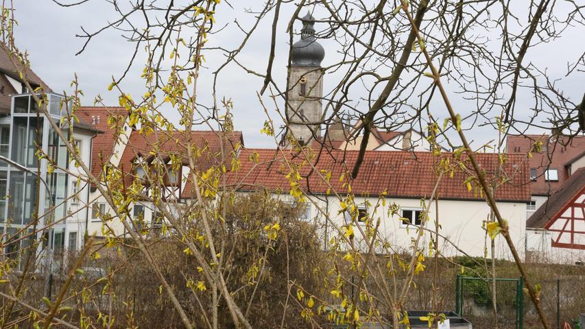 Der Frühling in gelb: Die Forsythien-Blüte mit Blick auf die Forchheimer Martinskirche.
