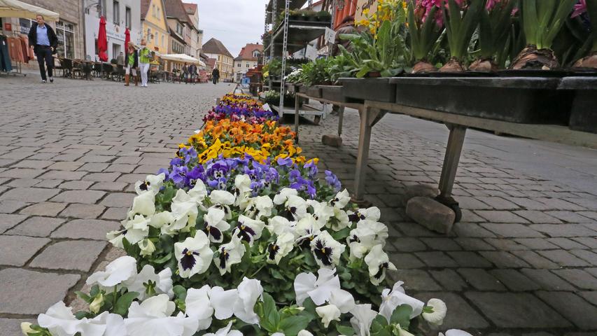 Die Forchheimer Innenstadt blüht dank der Floristen vor Ort. Und das Gärtnerherz schlägt höher dank Stiefmütterchen, Hyazinthen, Primeln, Narzissen...