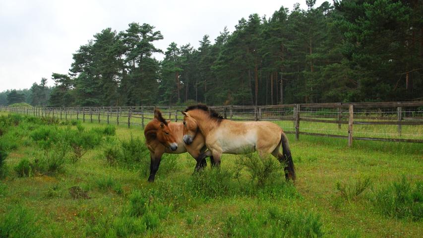 Die Przewalski-Pferde im Tennenloher Forst gehören zu einem Umweltprojekt, an dem auch der Landkreis ERH beteiligt ist. Ein Waldspaziergang zu diesen Urwildpferden lohnt sich bei jedem Wetter.