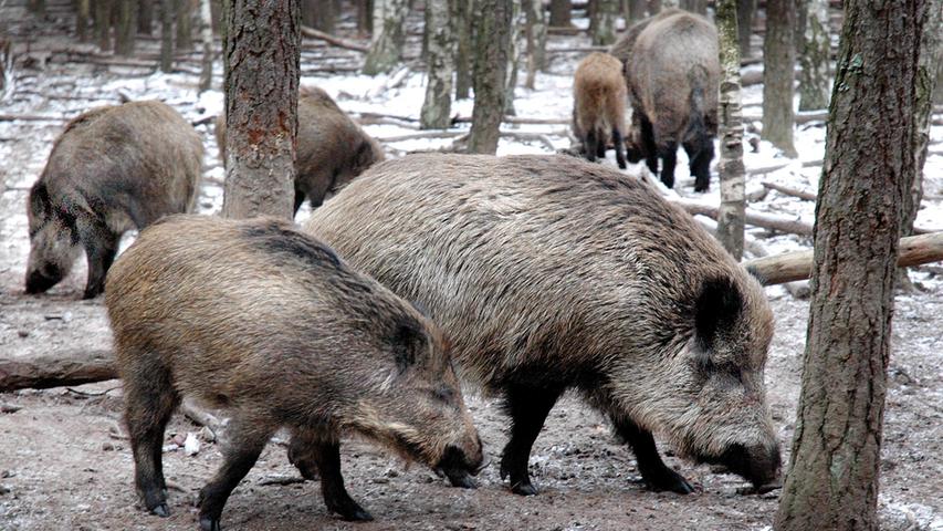 Das  Wildschweingehege in Buckenhof ist schön für einen Ausflug mit Kindern.