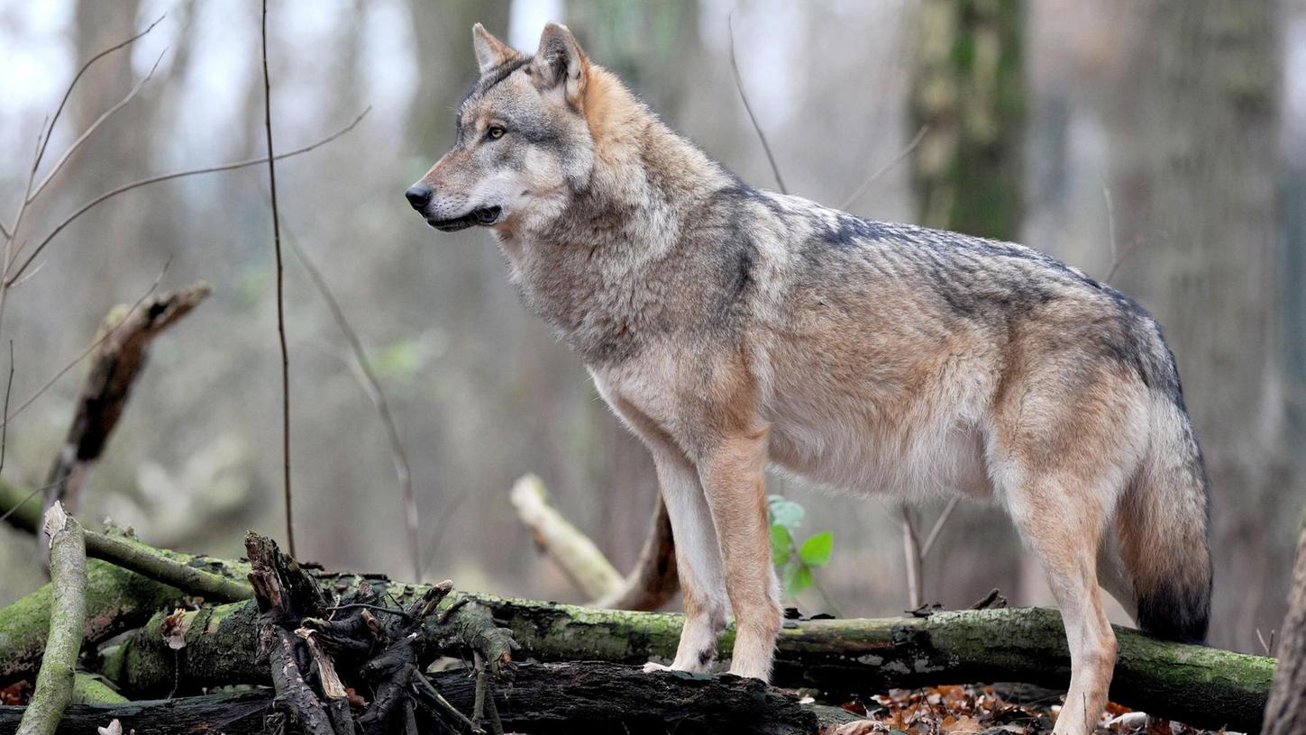 Dieser Wolf sucht möglicherweise noch nach einem Partner - während sich in Bayern nachweislich zwei Pärchen gefunden haben. Wolfsexperte Ulrich Wotschikowsky glaubt fest an Wolfsnachwuchs im Mai diesen Jahres.