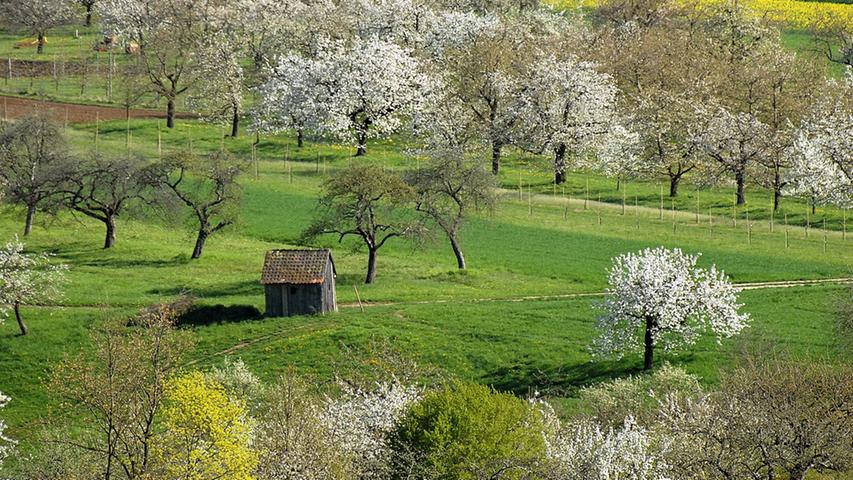 Lange wird es nicht mehr dauern, dann beginnt die Kirschblüte in Kalchreuth. Ein Genuss, durch die weiße Pracht zu laufen. Hier zur Einstimmung tolle Bilder aus dem Jahr 2015.