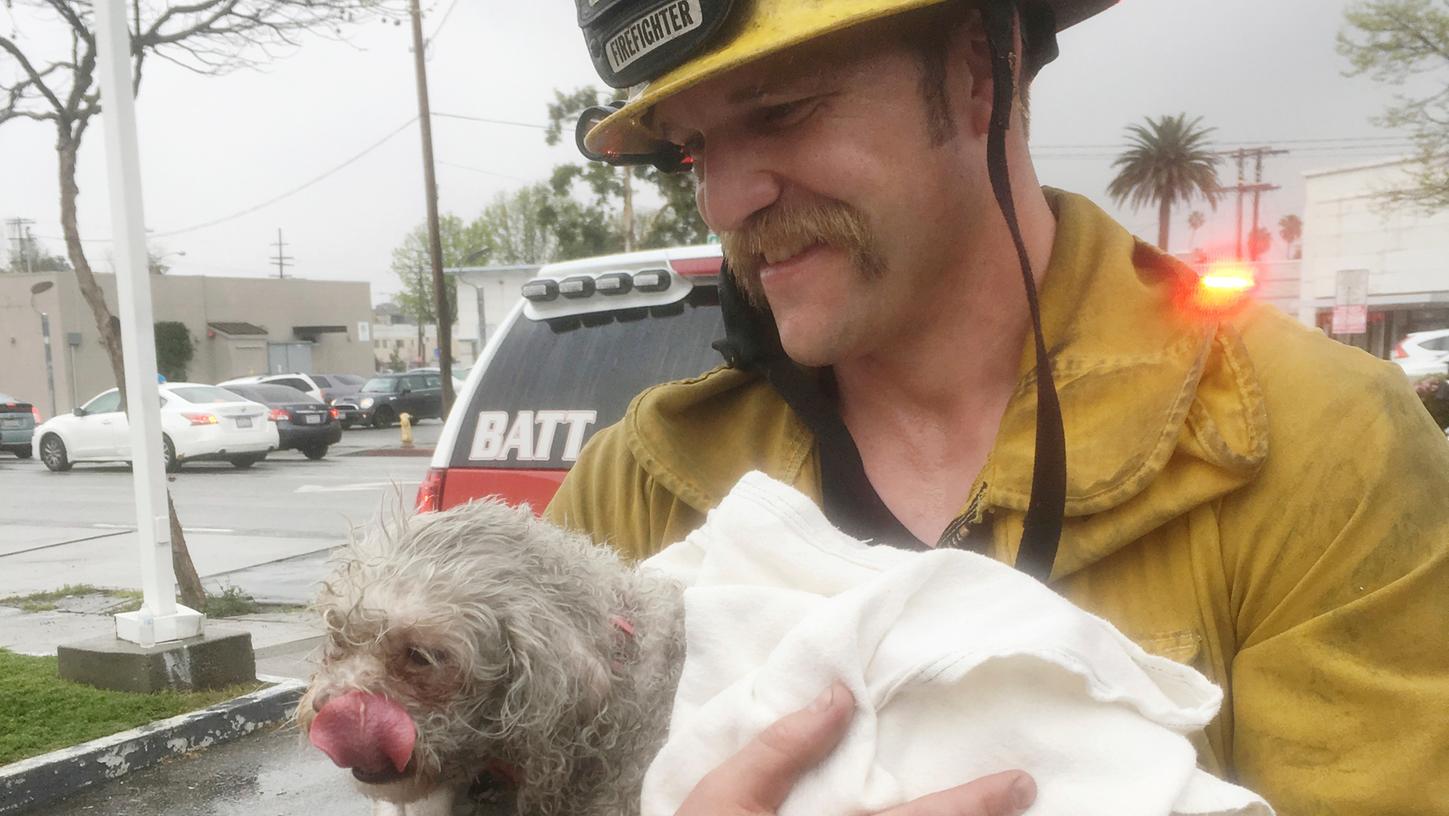 Mund-zu-Hund-Beatmung: Feuerwehrmann rettet Vierbeiner