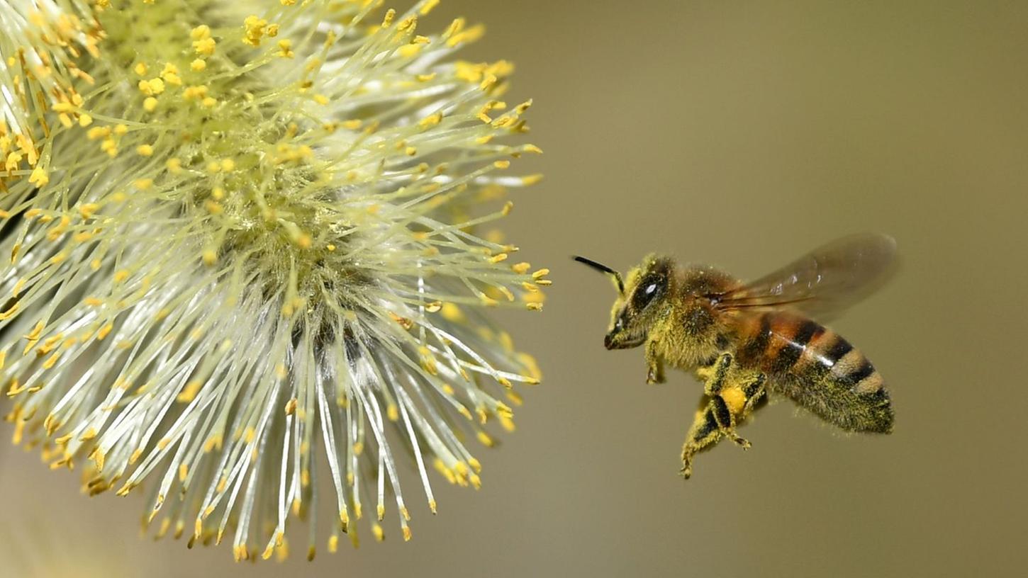 Das Volksbegehren setzt sich nicht nur für Bienen ein, sondern auch für alle anderen Insekten.