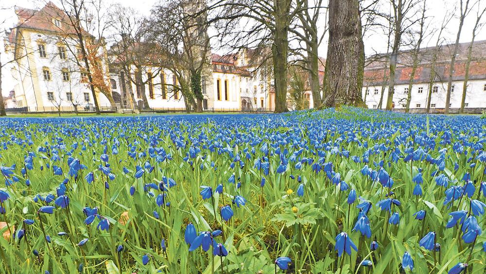 Blaues Blütenmeer im Ellinger Schlosspark