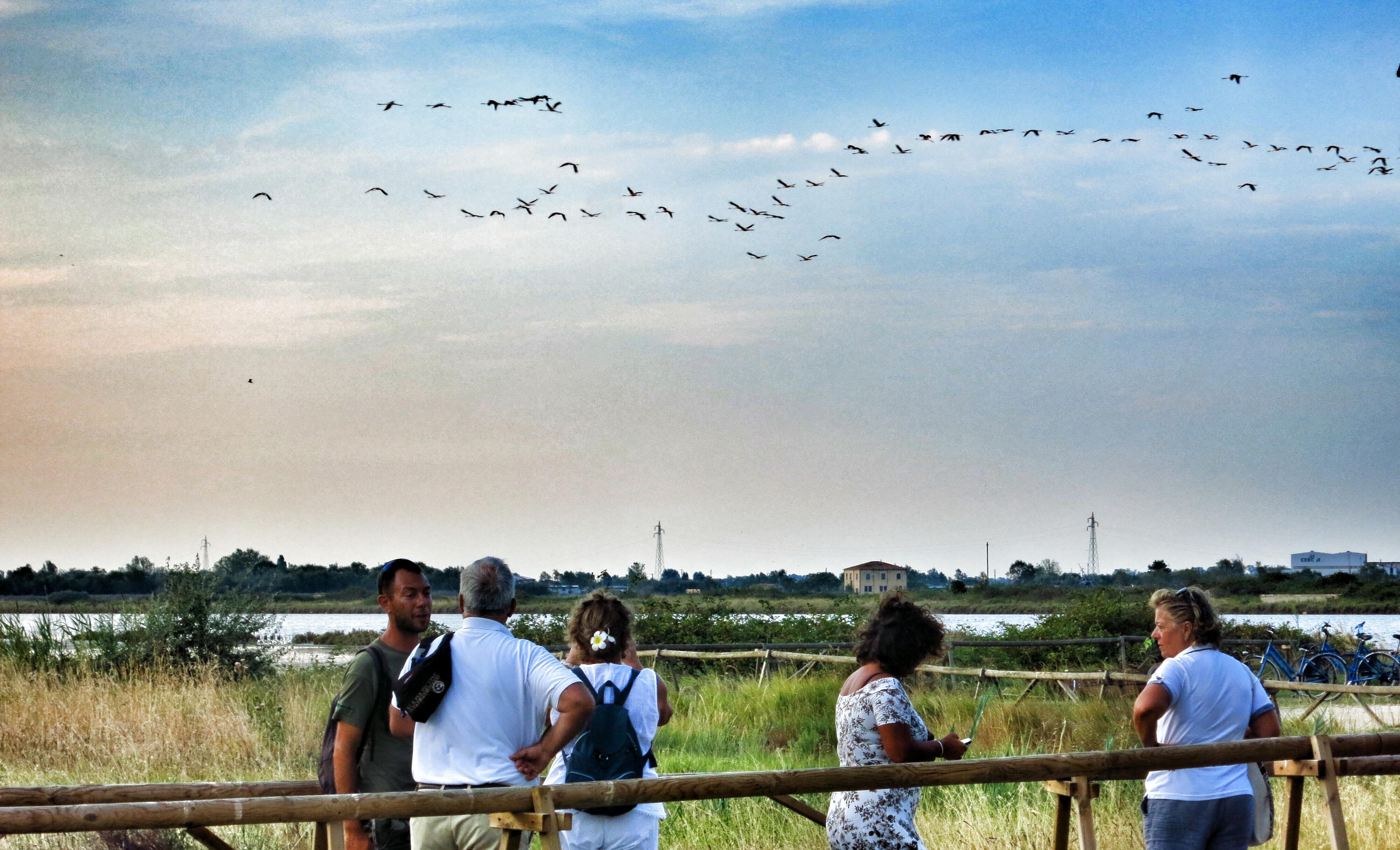 Flamingos fliegen über die Lagune bei Comacchio.