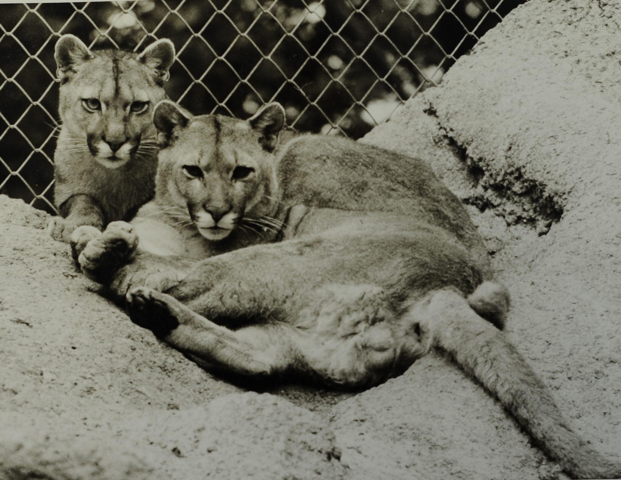 Ein eindrucksvolles Geschenk zur Eröffnung gab es von der Firma Puma: Pumas!