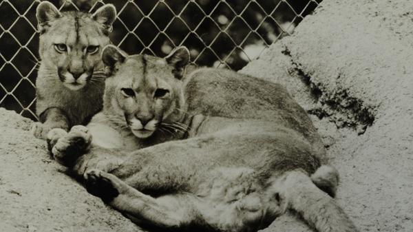 Ein eindrucksvolles Geschenk zur Eröffnung gab es von der Firma Puma: Pumas!